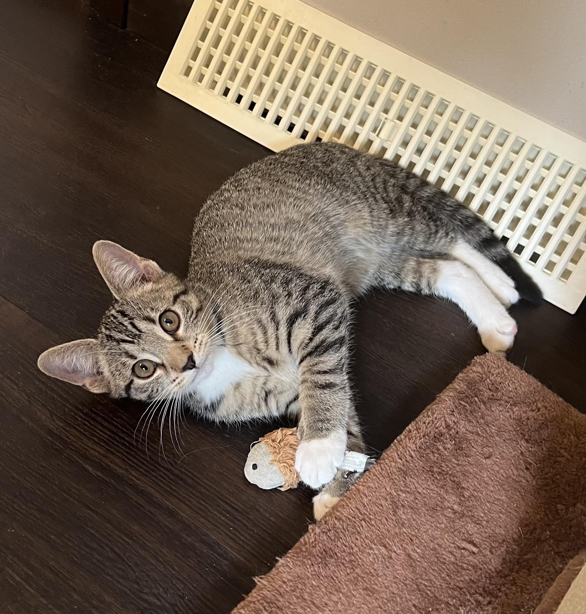 AJ Mittens, adopted, Kitten Male Domestic Short Hair.