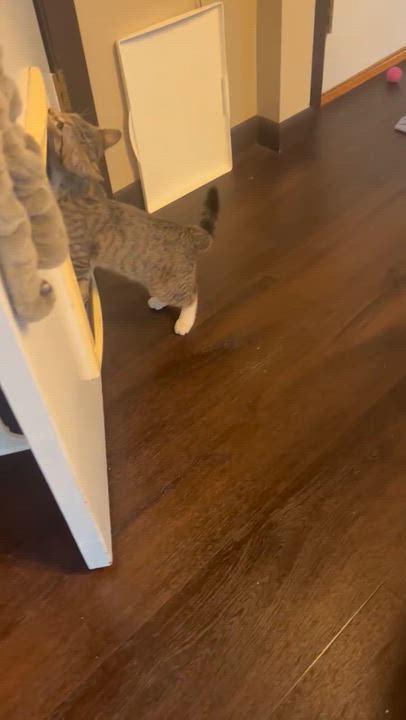 Enlarge AJ Mittens, a Adoptable Domestic Short Hair in Pickerington, OH video 4/5