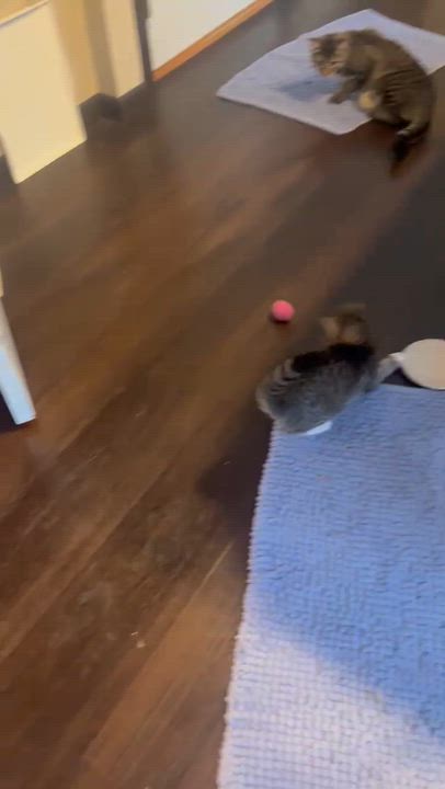 Enlarge AJ Mittens, a Adoptable Domestic Short Hair in Pickerington, OH video 5/5