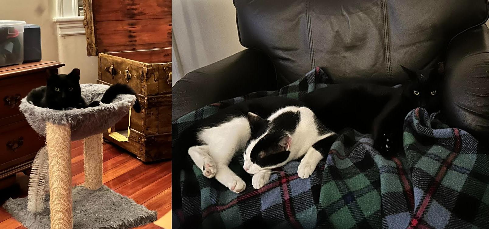 Enlarge Boiler and Hall, an adopted Domestic Short Hair in Melrose, MA image 6/6