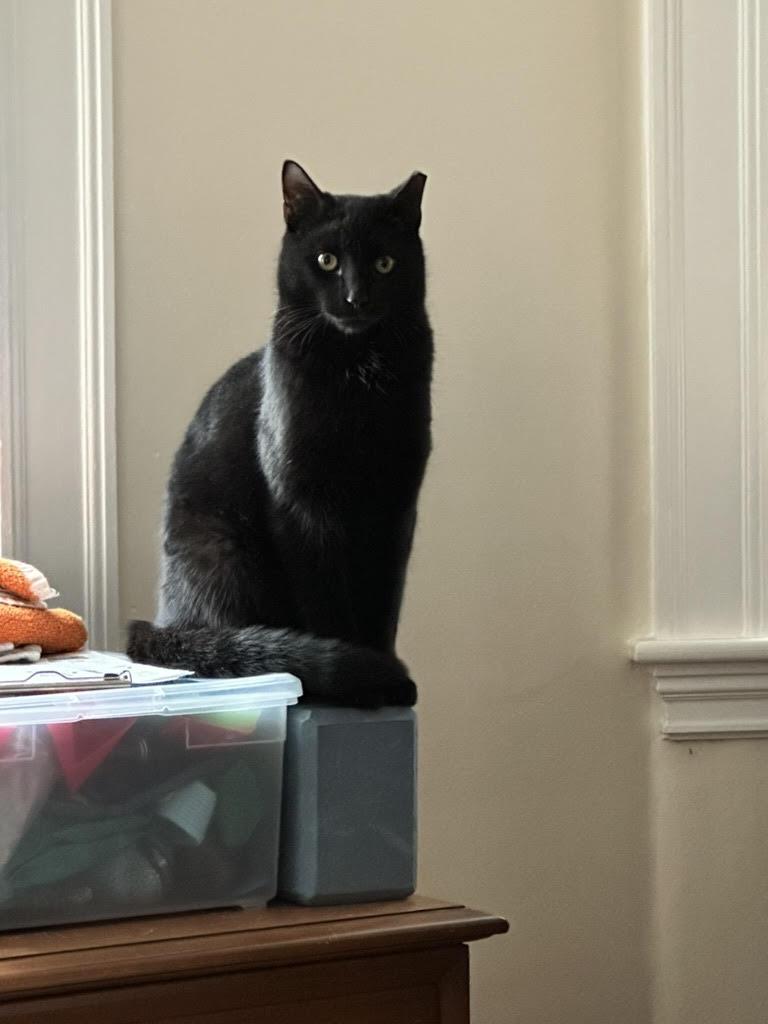 Enlarge Boiler and Hall, an adopted Domestic Short Hair in Melrose, MA image 3/6