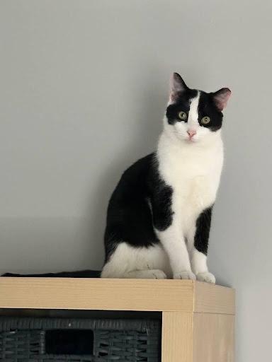 Enlarge Boiler and Hall, an adopted Domestic Short Hair in Melrose, MA image 4/6