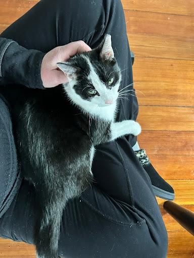 Enlarge Boiler and Hall, an adopted Domestic Short Hair in Melrose, MA image 2/6