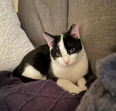 Enlarge Boiler and Hall, an adopted Domestic Short Hair in Melrose, MA image 5/6