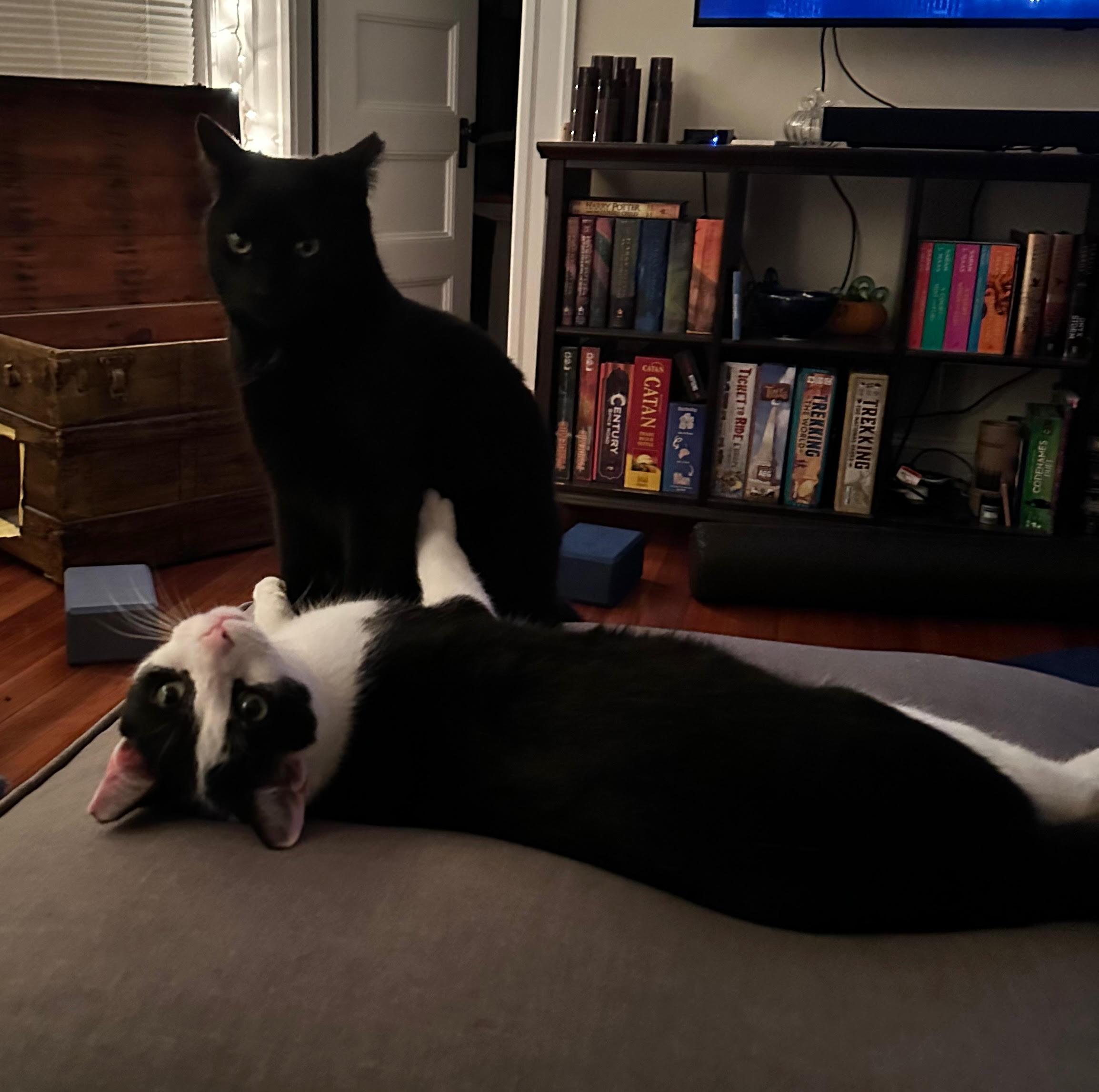 Boiler and Hall, ADOPTABLE, Young Male Domestic Short Hair.