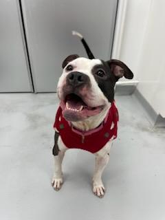 Eddie, an adoptable Pit Bull Terrier in Madison, WI, 53719 | Photo Image 3