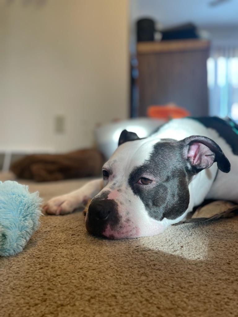 Eddie, an adoptable Pit Bull Terrier in Madison, WI, 53719 | Photo Image 1