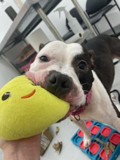 Eddie, an adoptable Pit Bull Terrier in Madison, WI, 53719 | Photo Image 2