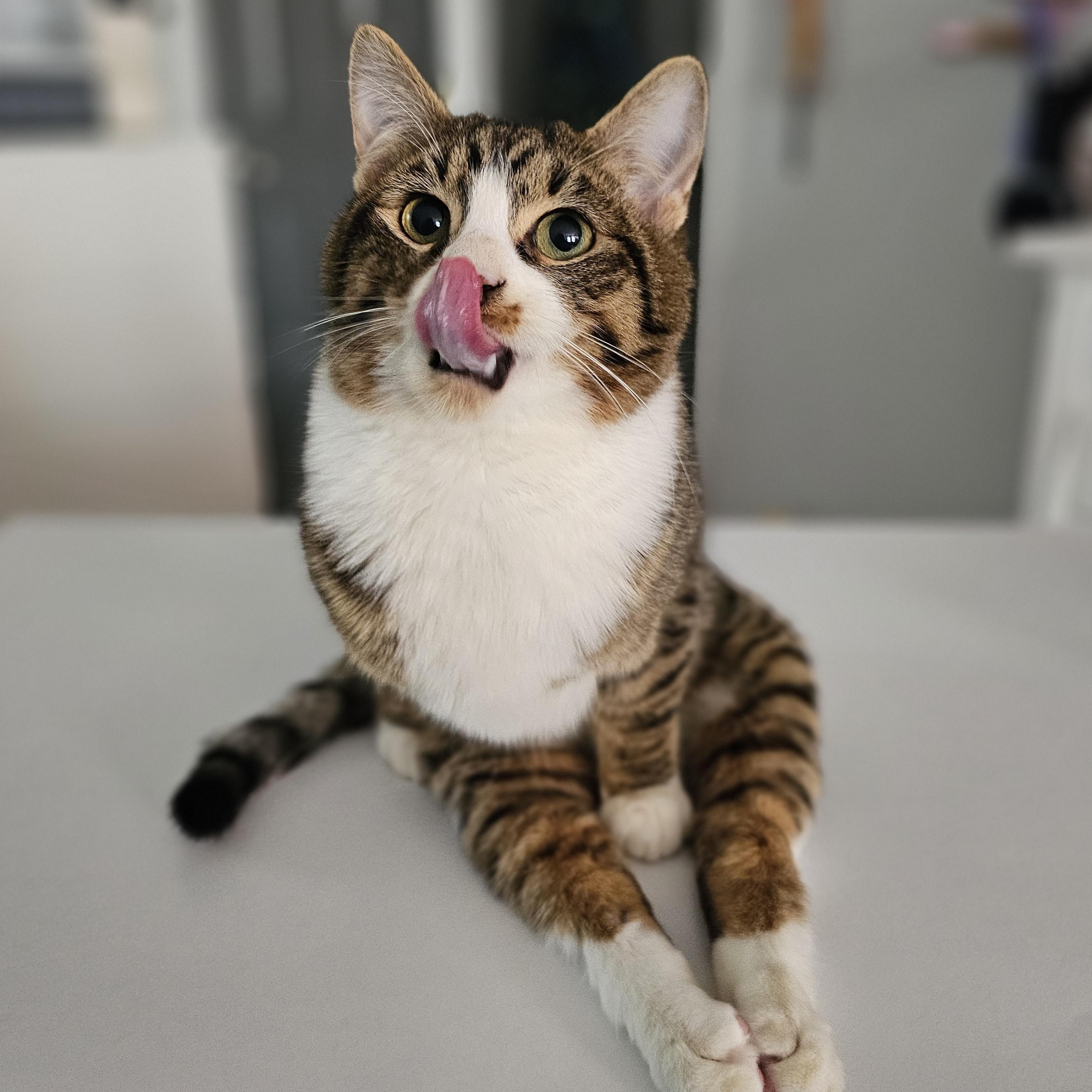 Pancake, Adoptable, Young Male Domestic Short Hair.