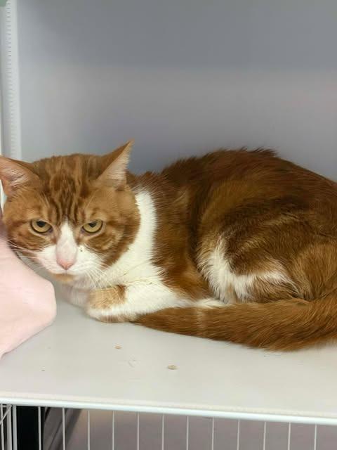 Ginger, Adoptable, Adult Male Domestic Short Hair.
