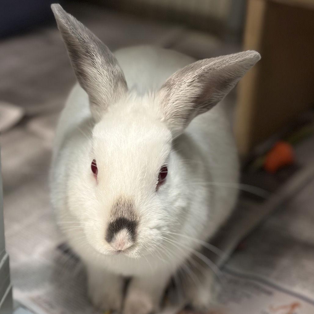 Frappuccino, Adoptable, Adult Male American Sable.