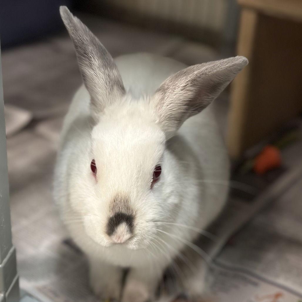 Frappuccino, a Adoptable American Sable in Rohnert Park, CA image 2/2
