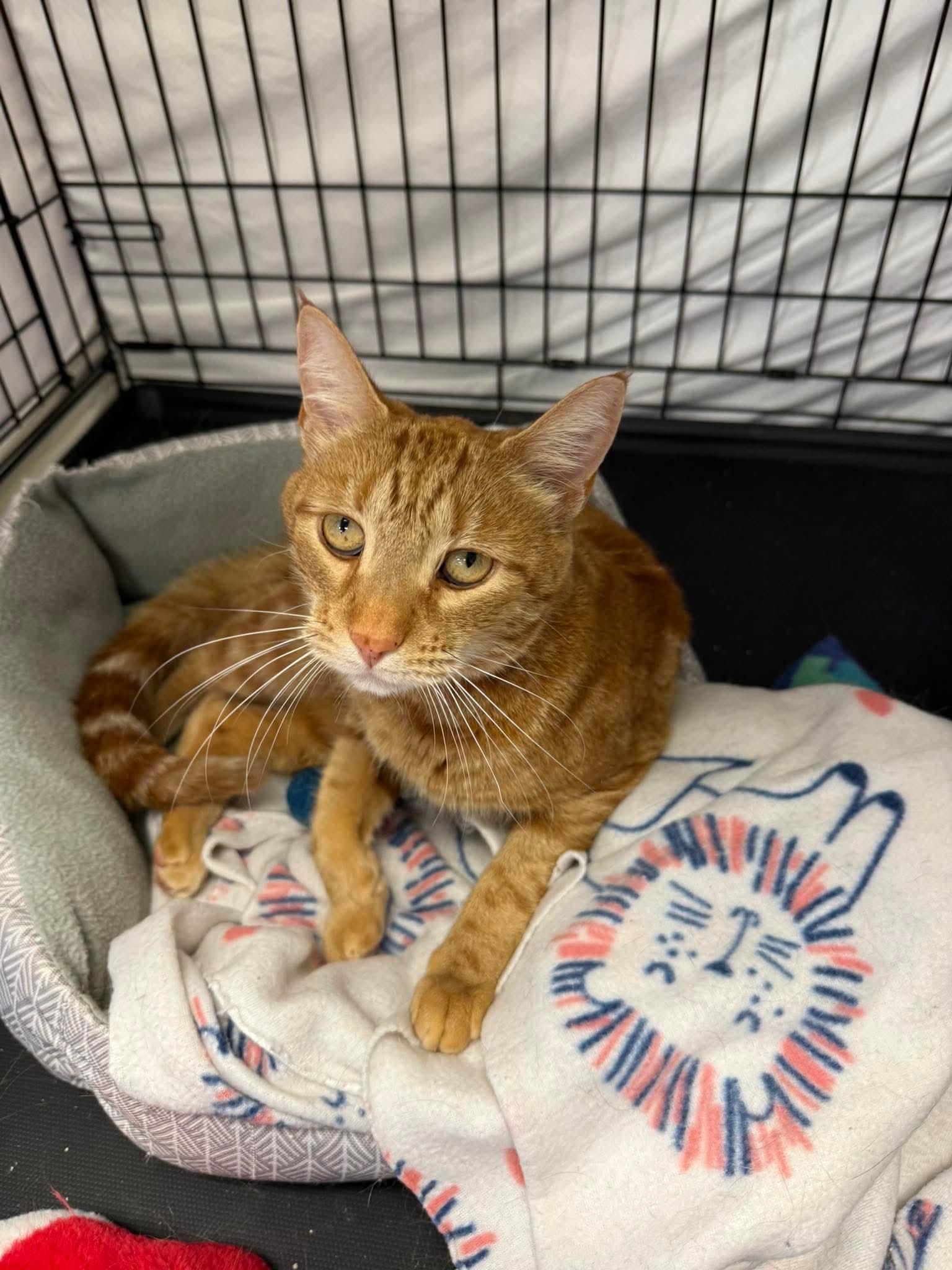 Mary ann, ADOPTABLE, Young Female Domestic Short Hair.