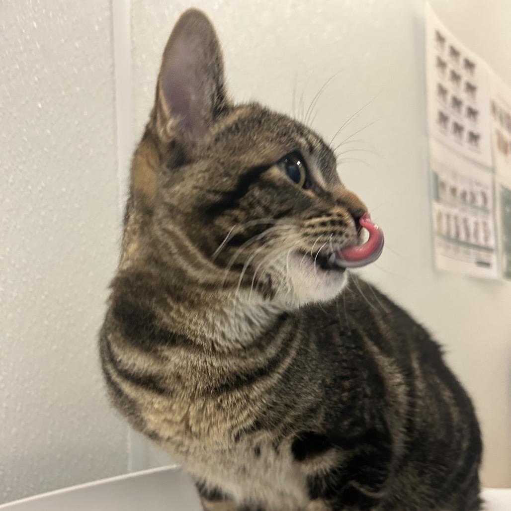 Coco Puffs, Adoptable, Young Male Domestic Short Hair.