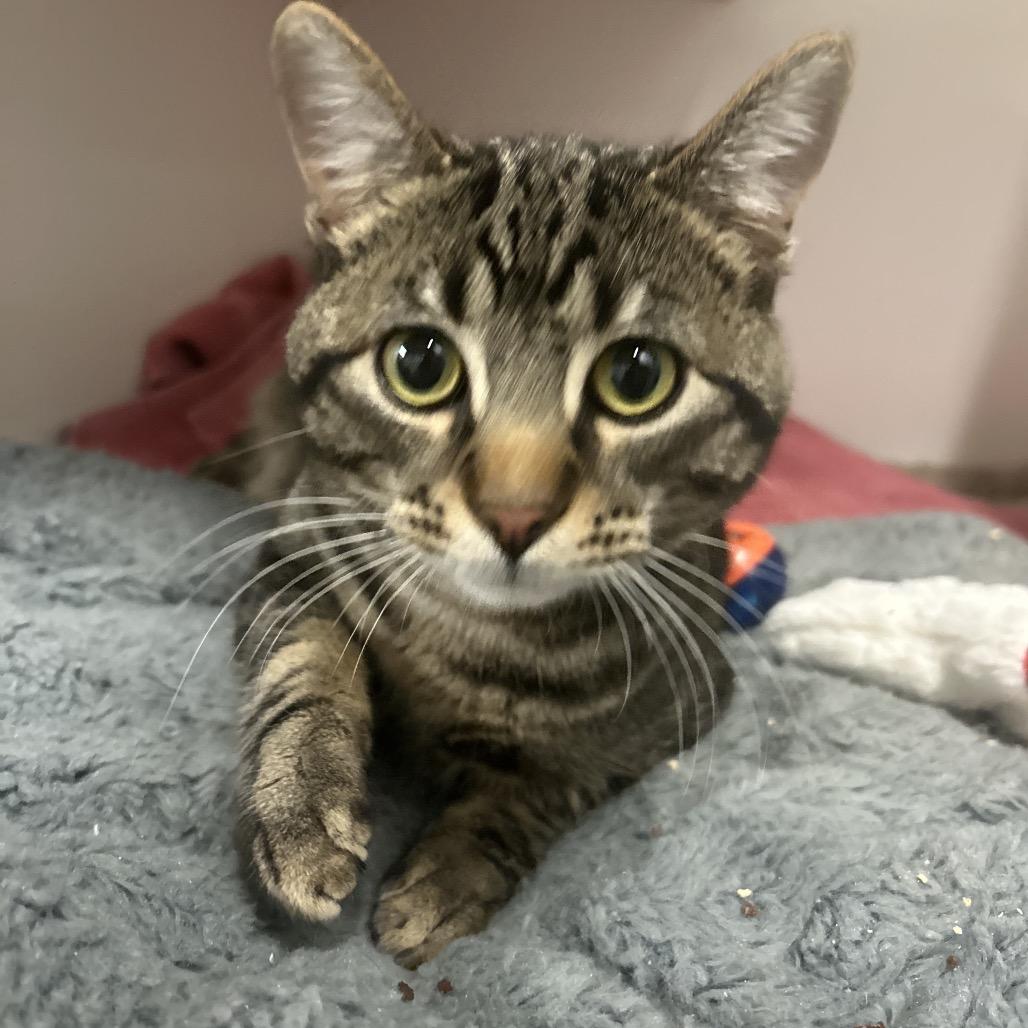 Enlarge Coco Puffs, a Adoptable Domestic Short Hair in Park City, UT image 2/4