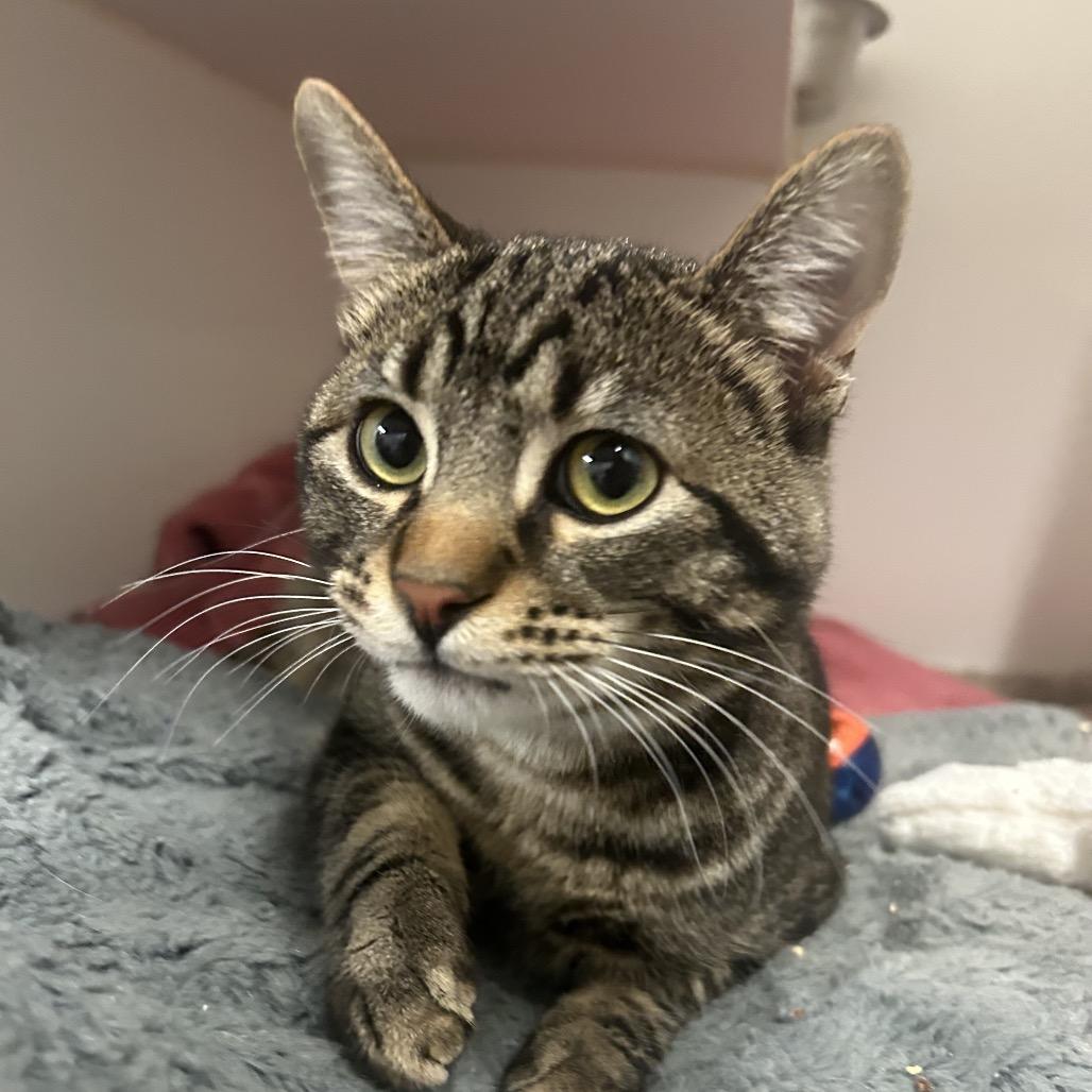 Enlarge Coco Puffs, a Adoptable Domestic Short Hair in Park City, UT image 3/4