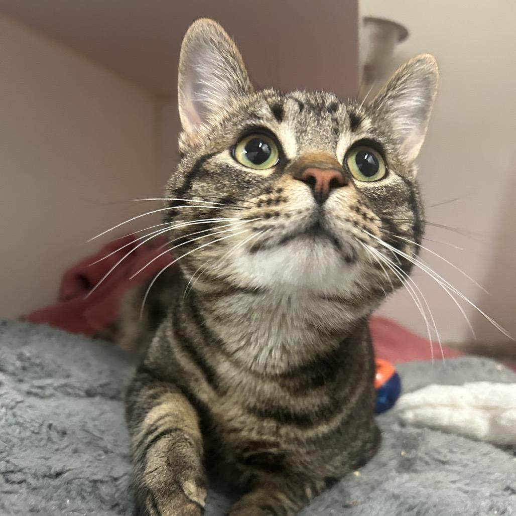 Enlarge Coco Puffs, a Adoptable Domestic Short Hair in Park City, UT image 4/4