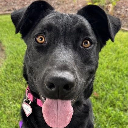 Enlarge Dahlia, a ADOPTABLE Border Collie in Santa Cruz, CA image 2/2