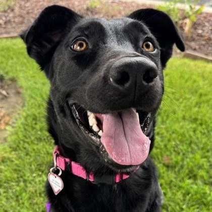 Dahlia, ADOPTABLE, Young Female Border Collie.