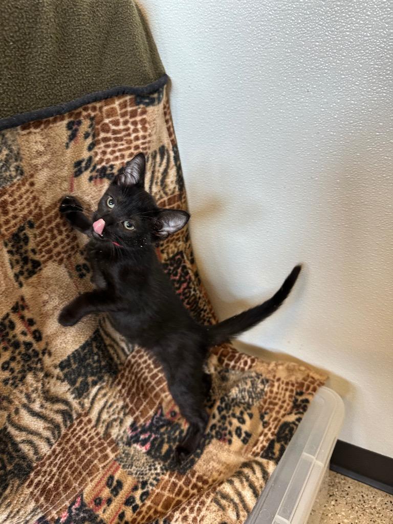 Uno, Adoptable, Young Male Domestic Short Hair.