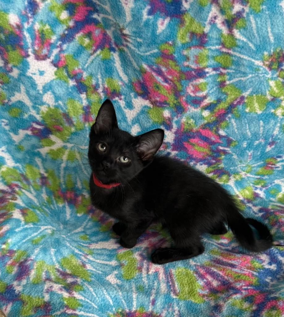 Uno, a Adoptable mixed breed in Newberg, OR image 2/3