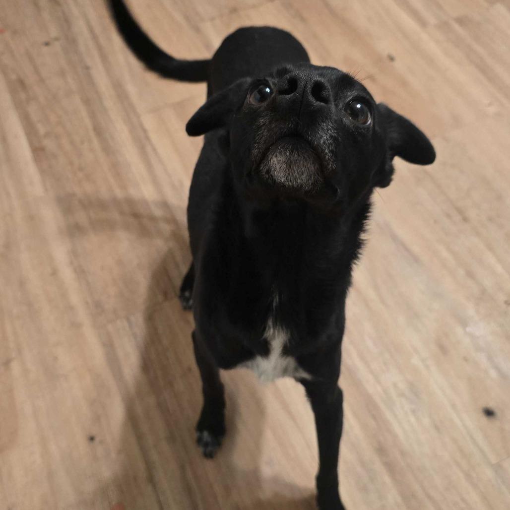 Daisy, a Adoptable Chihuahua in Turlock, CA image 1/4