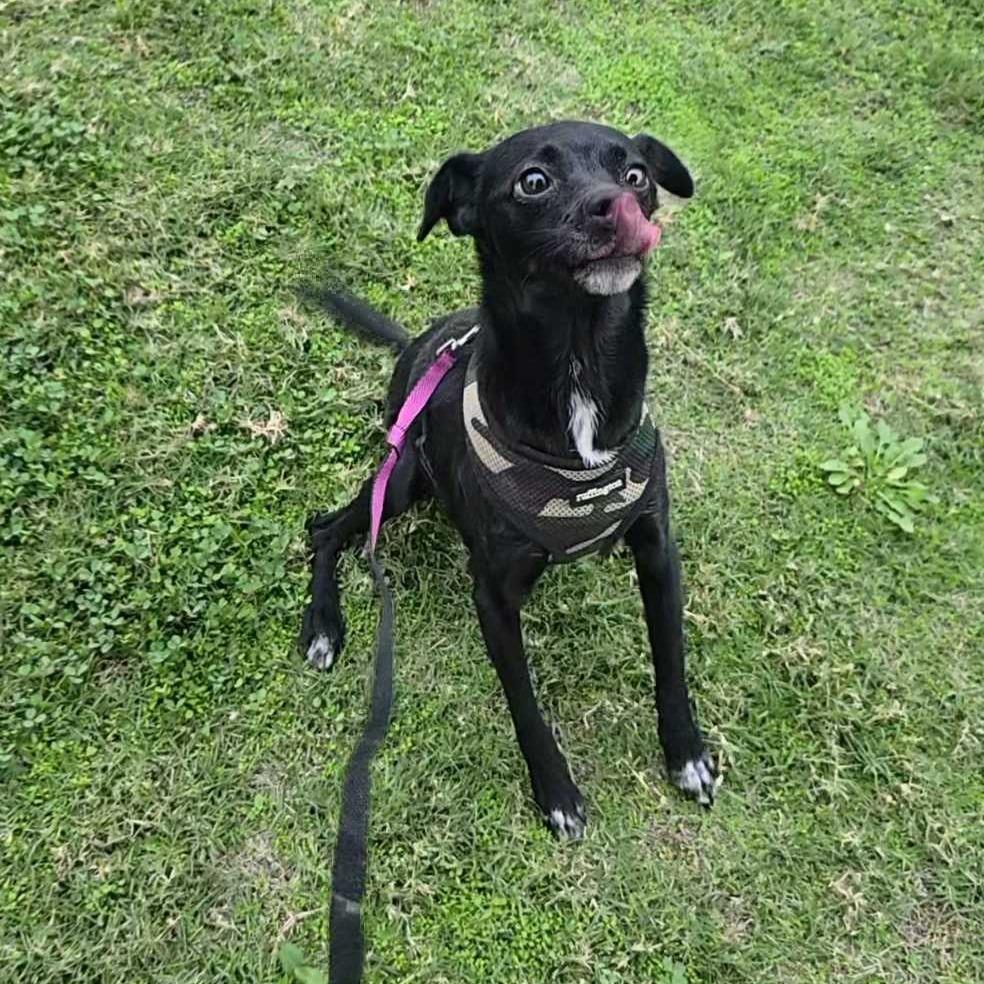 Daisy, a Adoptable Chihuahua in Turlock, CA image 2/4