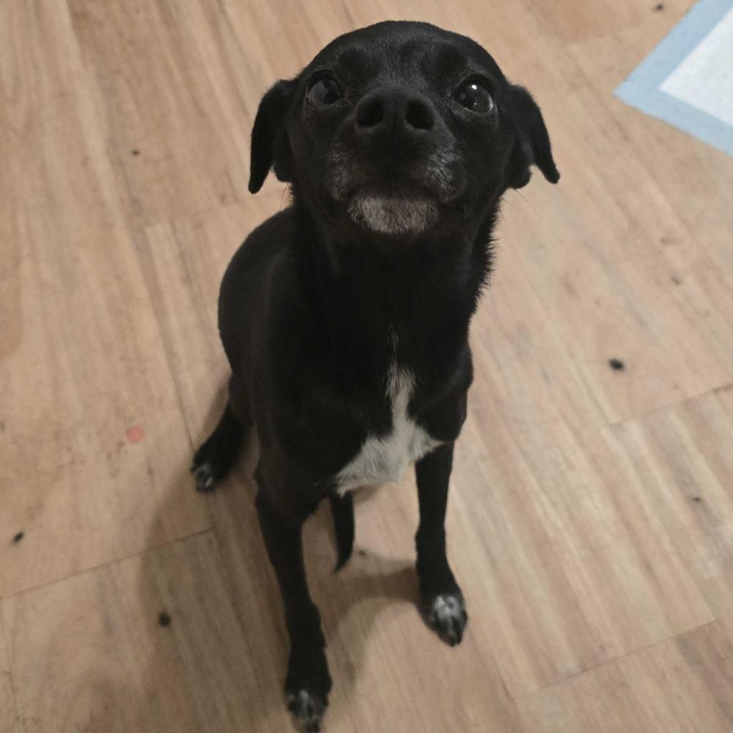 Daisy, a Adoptable Chihuahua in Turlock, CA image 3/4