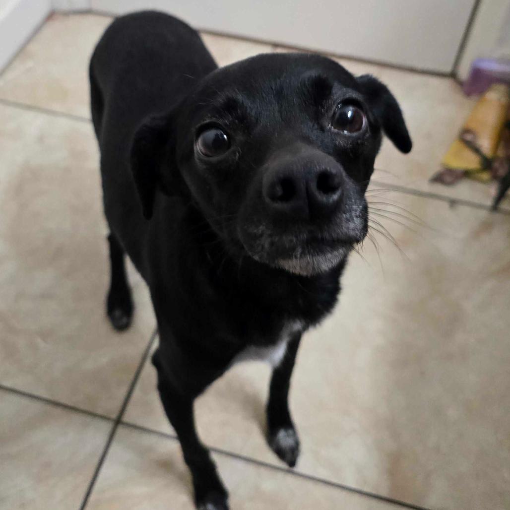 Daisy, a Adoptable Chihuahua in Turlock, CA image 4/4