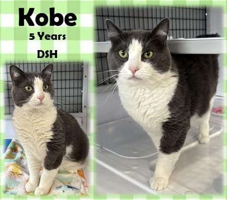 Enlarge Kobe, a ADOPTABLE Domestic Short Hair in Franklin, IN image 1/1