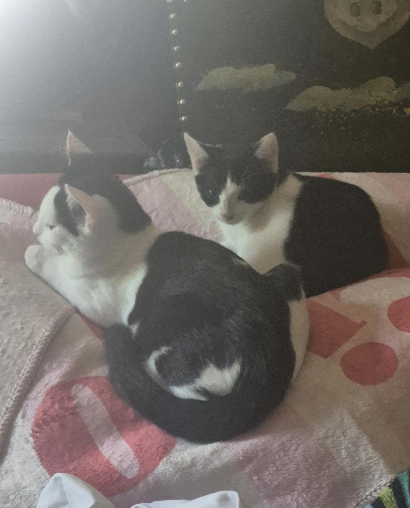 Enlarge Lily, a ADOPTABLE American Shorthair in Athens, GA image 3/3