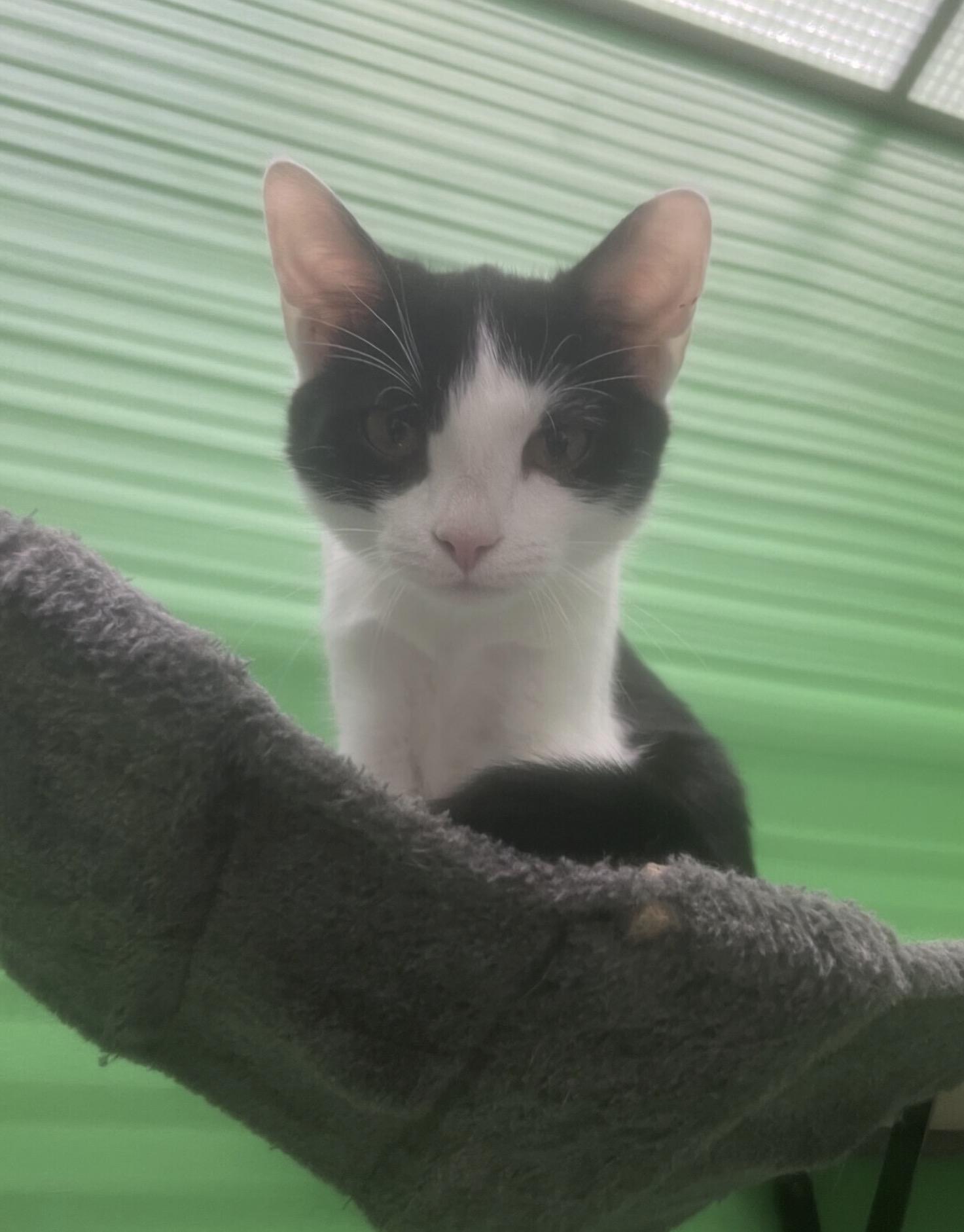Lily, ADOPTABLE, Young Female American Shorthair.