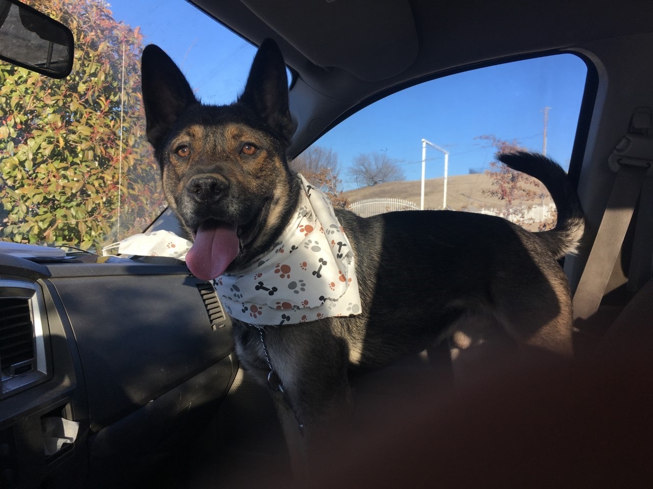 Bigby, a Adoptable mixed breed in Haslet, TX image 1/4