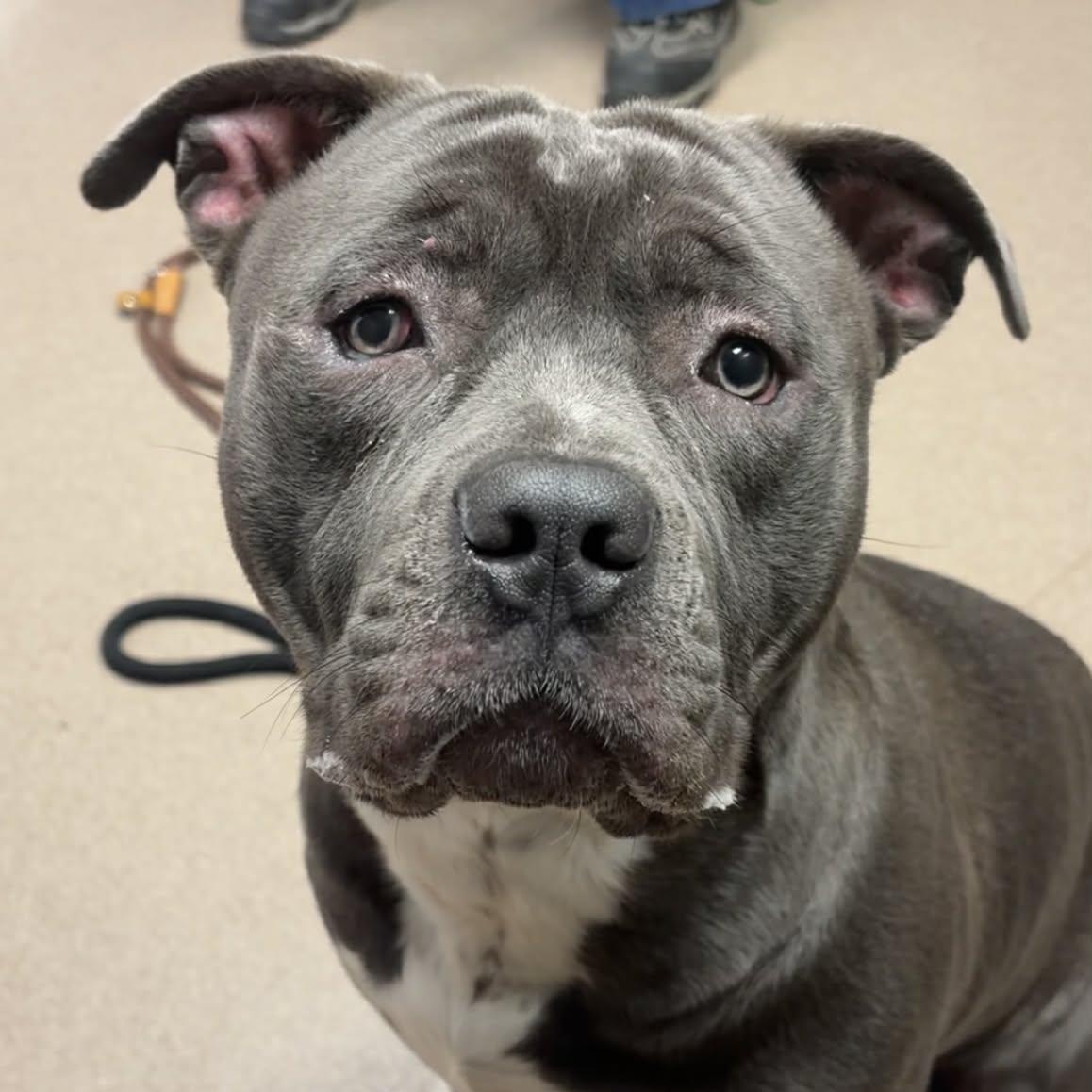 Cobalt, ADOPTABLE, Young Male American Staffordshire Terrier.