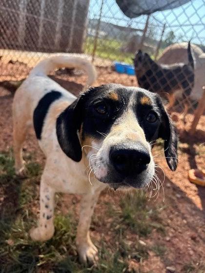 Enlarge Burt (Sponsored), a Adopted mixed breed in Munfordville, KY image 1/2