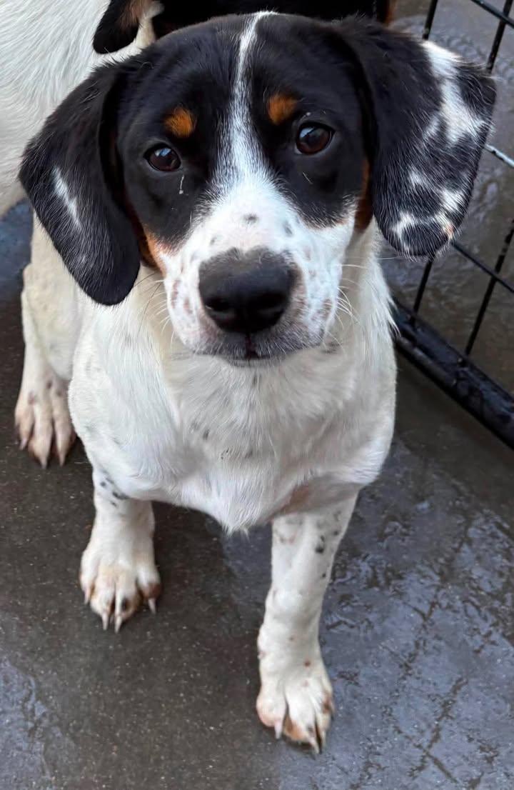 Burt, ADOPTABLE, Young Male Beagle.
