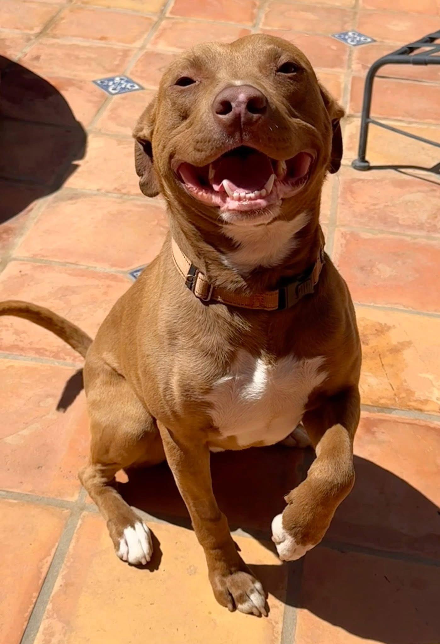 Woody, a Adoptable mixed breed in Capistrano Beach, CA image 1/2