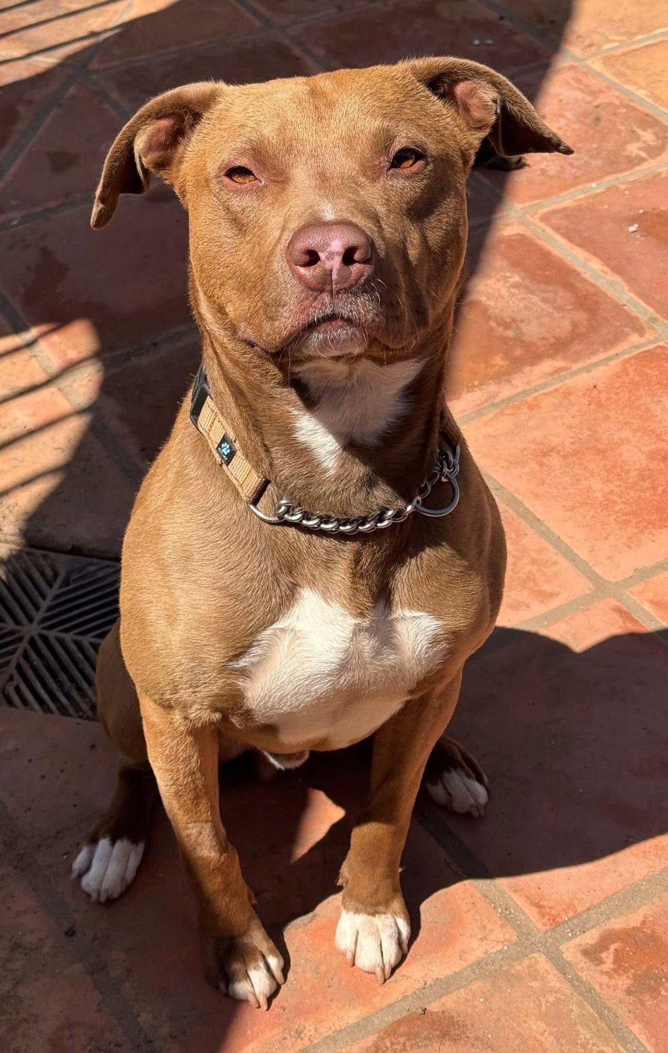 Woody, a Adoptable mixed breed in Capistrano Beach, CA image 2/2