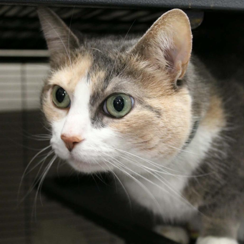Magnolia, Adoptable, Senior Female Domestic Short Hair.