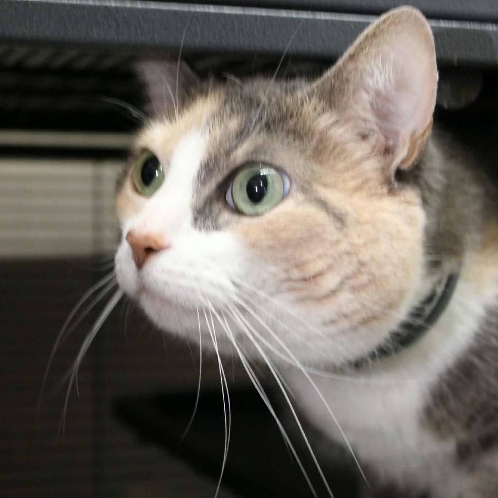 Enlarge Magnolia, a Adoptable Domestic Short Hair in Saugerties, NY image 3/3