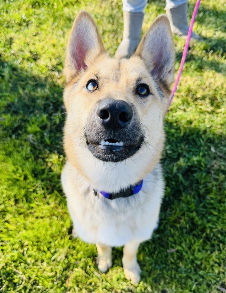 Enlarge Fable, a Adoptable mixed breed in Pleasant Hill, CA image 2/6