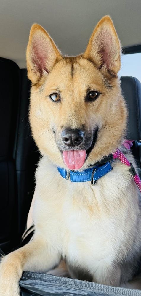 Enlarge Fable, a Adoptable mixed breed in Pleasant Hill, CA image 5/6