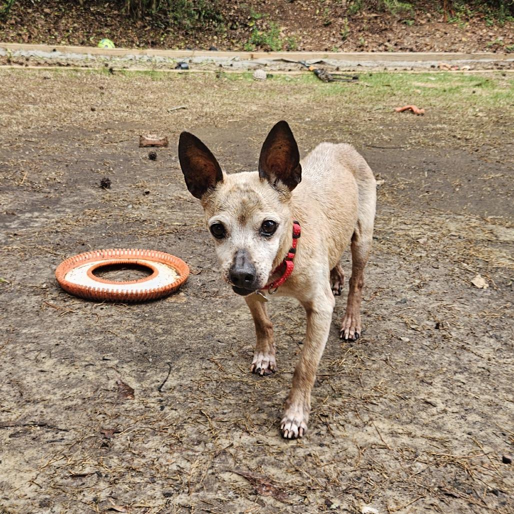 Chico, Adoptable, Senior Male Mixed Breed.