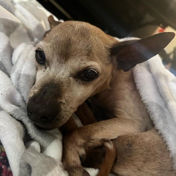 Enlarge Chico, a Adoptable Mixed Breed in Auburn, AL image 2/6