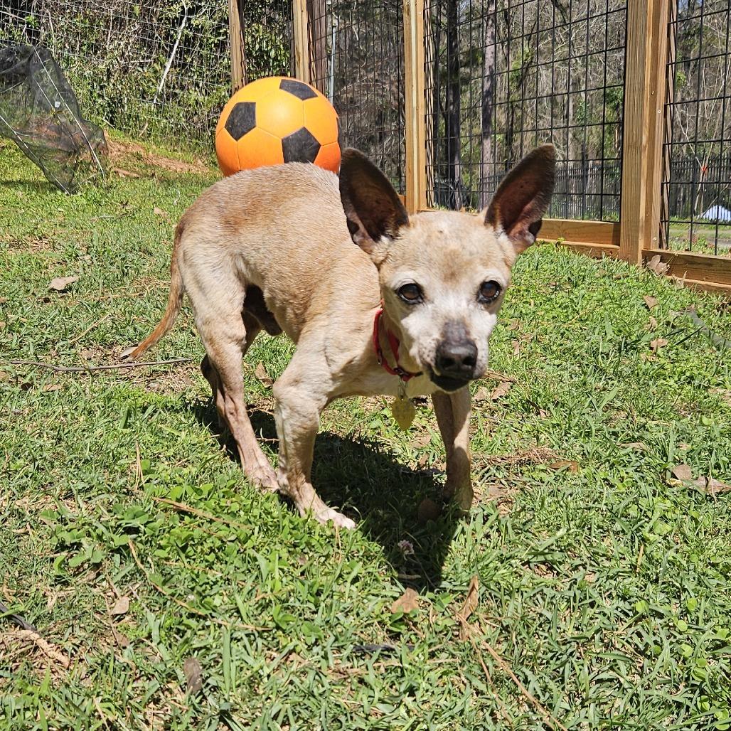 Enlarge Chico, a Adoptable Mixed Breed in Auburn, AL image 3/6