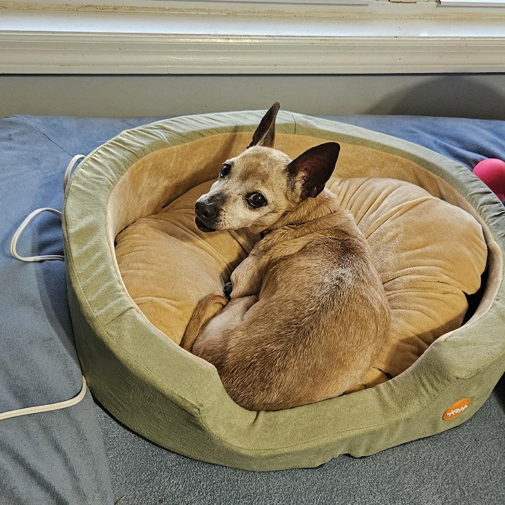 Enlarge Chico, a Adoptable Mixed Breed in Auburn, AL image 6/6