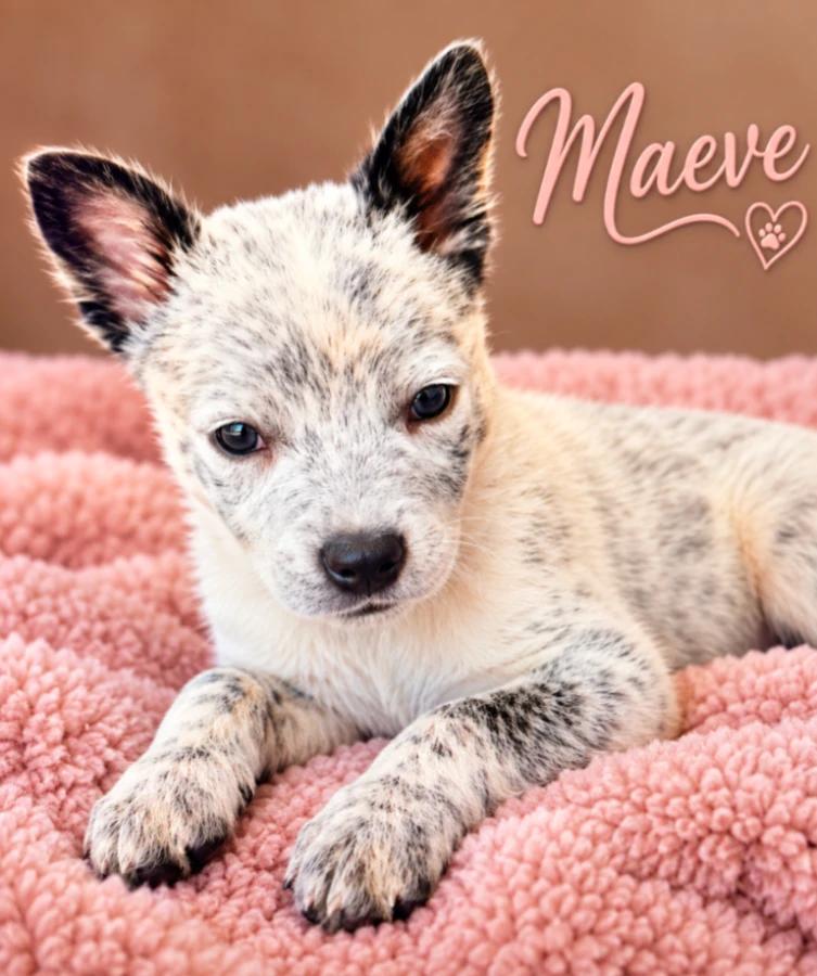 Enlarge Maeve, a Adopted mixed breed in CHURCHVILLE, NY image 1/1