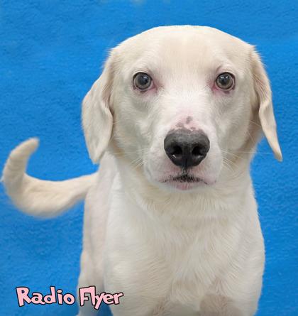 Radio Flyer thumbnail 2