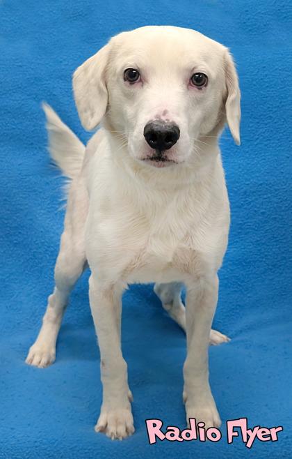 Radio Flyer thumbnail 3