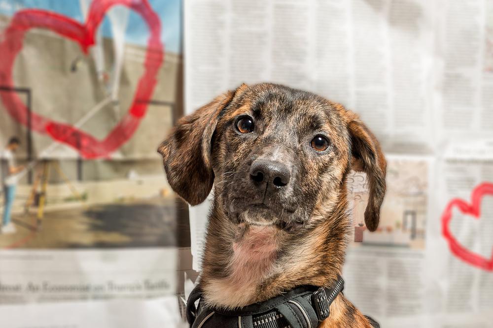 Bobble, a Adoptable mixed breed in Mundelein, IL image 1/6